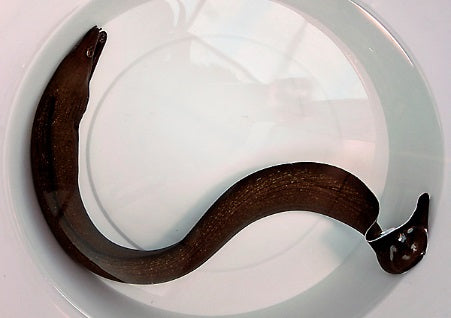 Gymnothorax vicinus - Purplemouth Moray