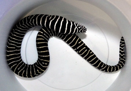 Gymnomuraena zebra - Zebra Murene