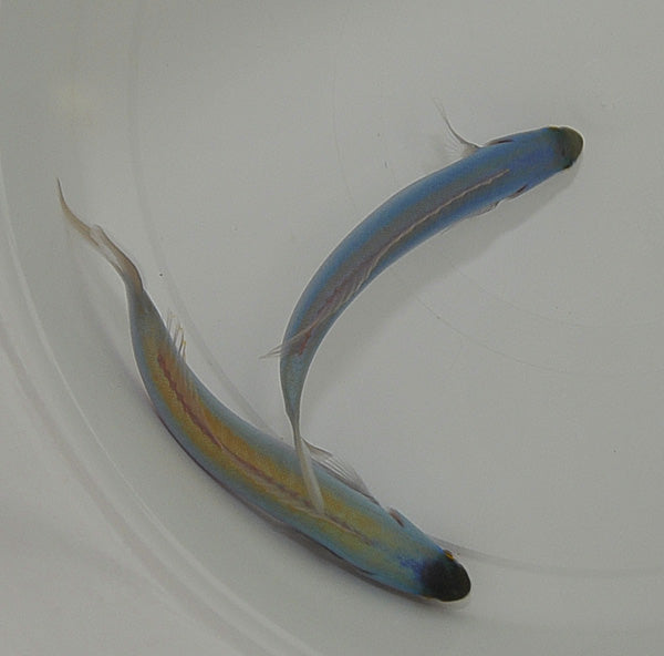 Hoplolatilus chlupatyi - Kameleon Torpedobaars