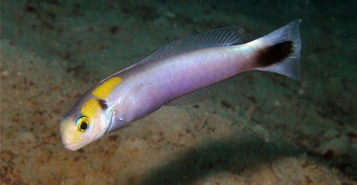 Hoplolatilus fourmanoiri - Geel Gevlekte Tegelvis