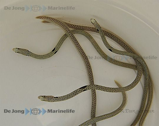 Heteroconger hassi - Gevlekte Buisaal