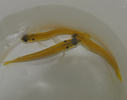 Hoplolatilus luteus - Gele Tegelvis