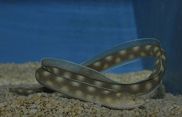 Myrichthys breviceps - Puntstaart Aal