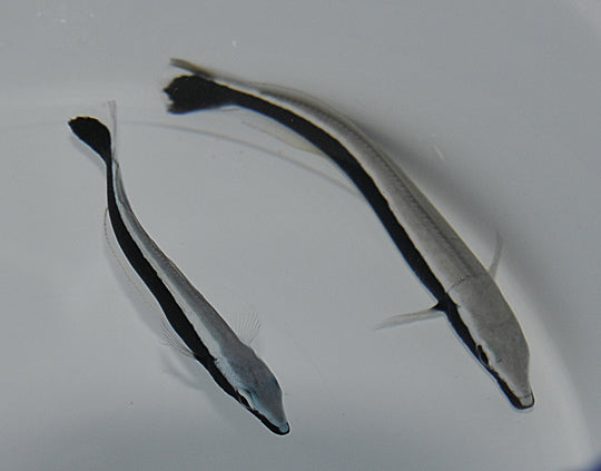 Malacanthus latovittatus - Blauwe Torpedobaars