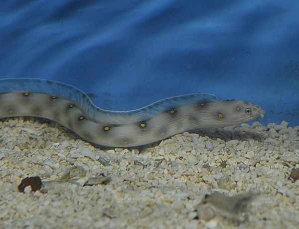 Myrichthys ocellatus - Gevlekte slangaal