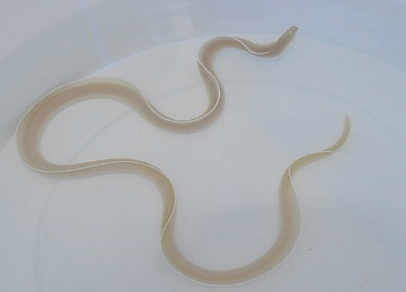 Pseudechidna brummeri - Spook Murene