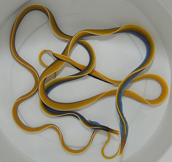 Rhinomuraena quaesita (Blue) - Bladneusmurene