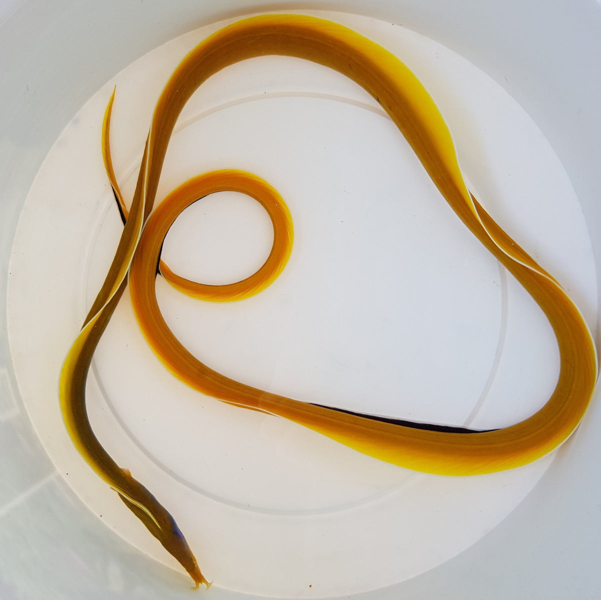 Rhinomuraena quaesita (Yellow) - Bladneusmurene