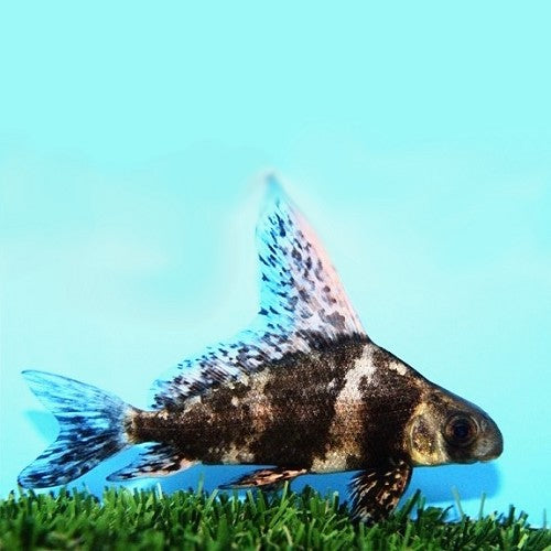 Myxocyprinus Asiaticus Chinese Zuigkarper