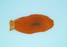 Berthellina citrina - Orange gumdrop