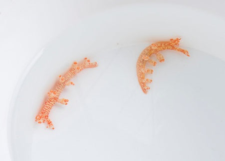 Bornella stellifer - Stellifer nudibranch