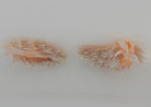 Aeolidiella stephanieae - Berhgia nudibranch