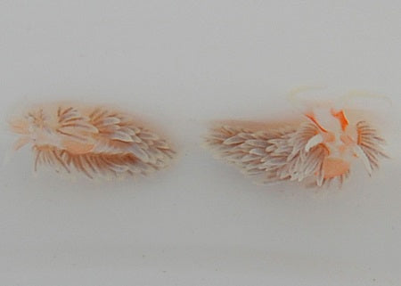 Aeolidiella stephanieae - Berhgia nudibranch