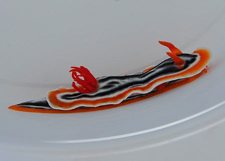 Chromodoris magnifica - Magnificent Chromodoris