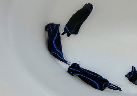 Chelidonura varians - Blue Velvet Headshield Slug