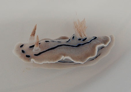 Chromodoris willani - Willan's Chromodoris