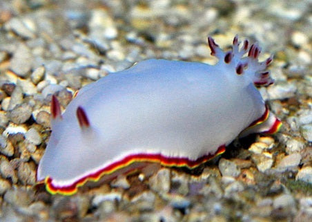 Doriprismatica sedna - Red-tipped Sea Goddess