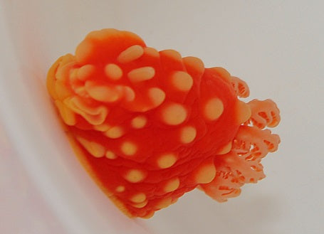 Gymnodoris aurita - Strawberry nudibranch