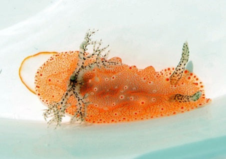 Halgerda batangas - Batangas Halgerda