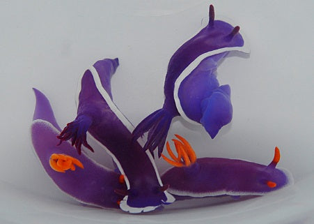 Hypselodoris bullockii - Giant Hypselodoris