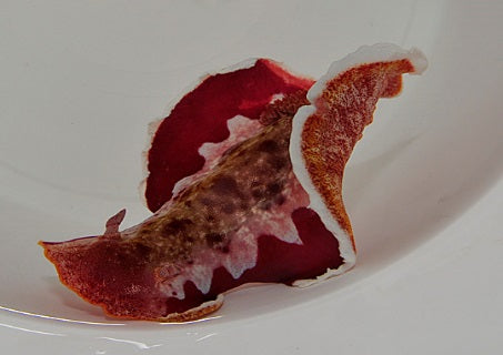 Hexabranchus sanguineus - Spanish Dancer