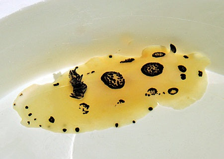 Jorunna funebris - Funeral Jorunna