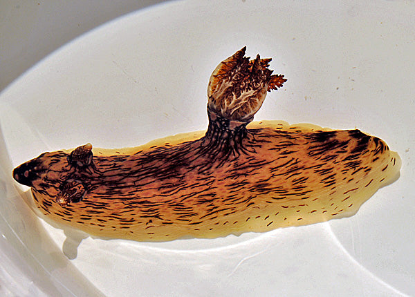 Jorunna rubesens - Dotted nudibranch