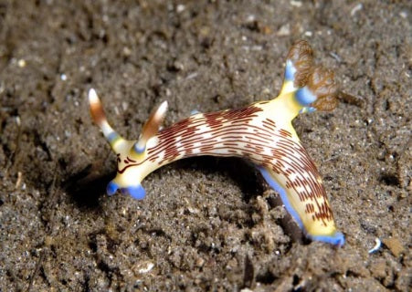 Nembrotha lineolata - Lined nembrotha