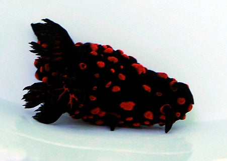 Nembrotha nigerrima - Variable neon slug