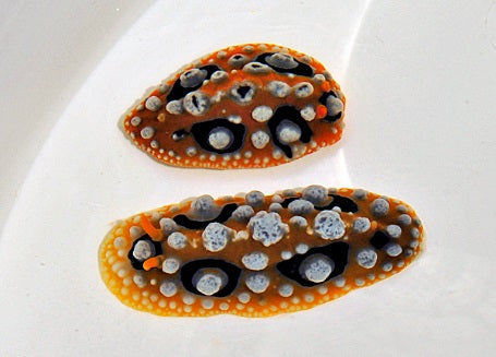 Phyllidia ocellata - Ocellated Phyllidia