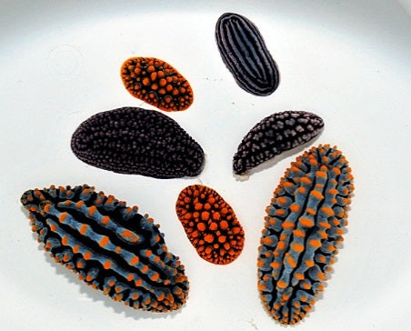 Phyllidiella spp. - Assorted Phyllidiella