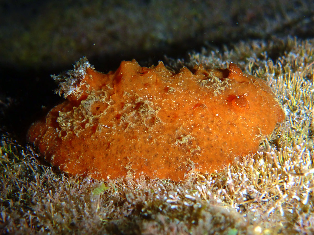 Sclerodoris rubicunda - nudibranch