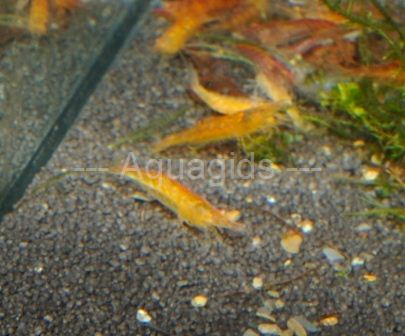 Neocaridina heteropoda - Orange