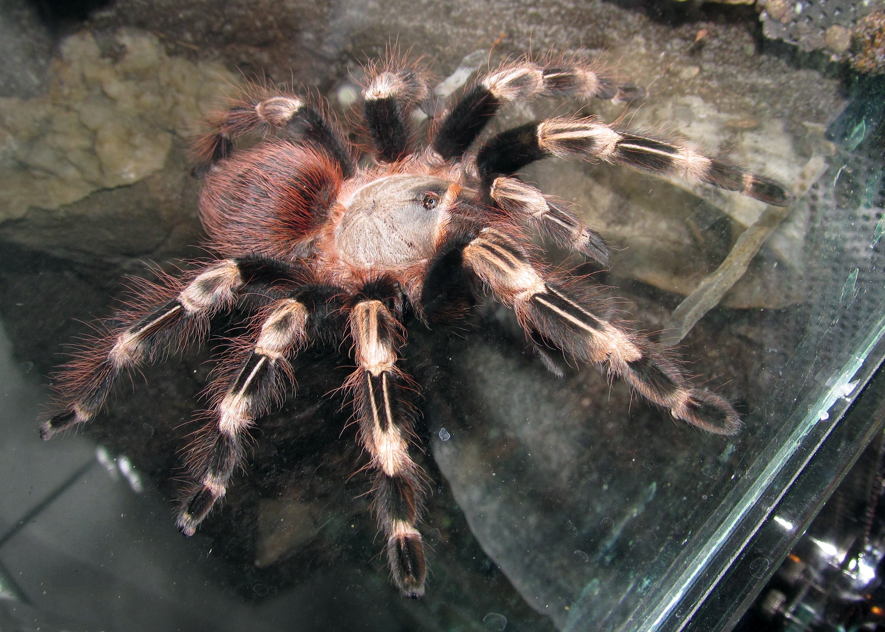 Vitalius x Nhandu chromatus - Vrouw