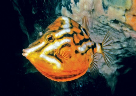 Anoplocarpos lenticularis - White-barred boxfish