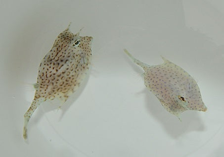 Acanthostracion quadricornis - Scrawled cowfish