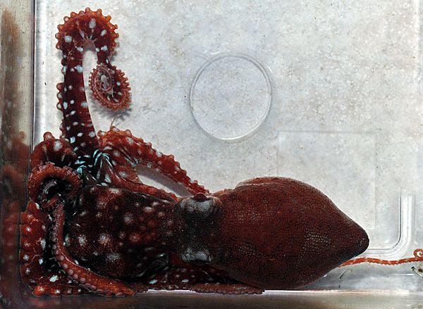 Callistoctopus macropus - White-spotted octopus