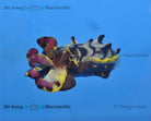 Metasepia pfefferi - Flamboyant cuttlefish