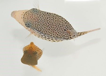 Ostracion solorensis - Reticulate boxfish