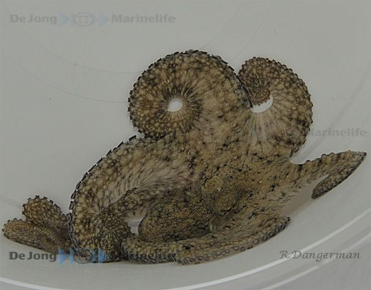 Octopus spp. - Reef Octopus