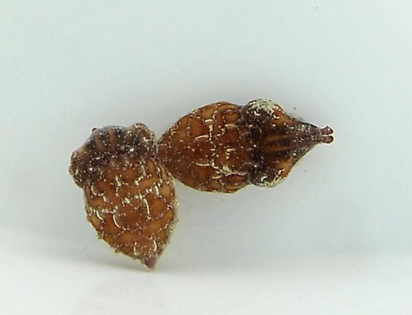 Sepia bandensis - Dwarf cuttlefish