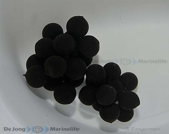 Sepia bandensis (Eggs) - Dwarf cuttlefish eggs