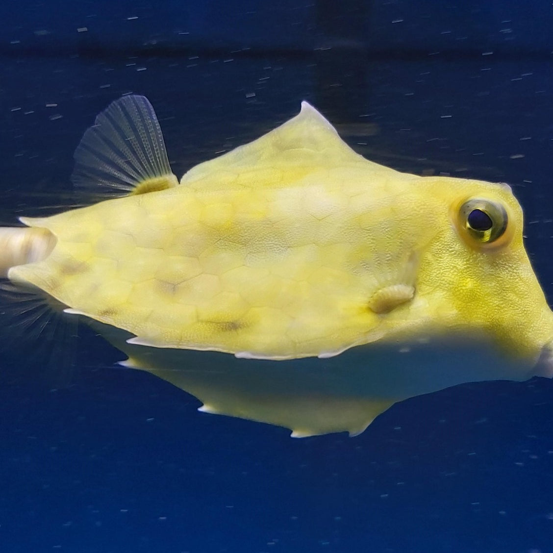 Tetrosomus gibbosus - Humpback turretfish