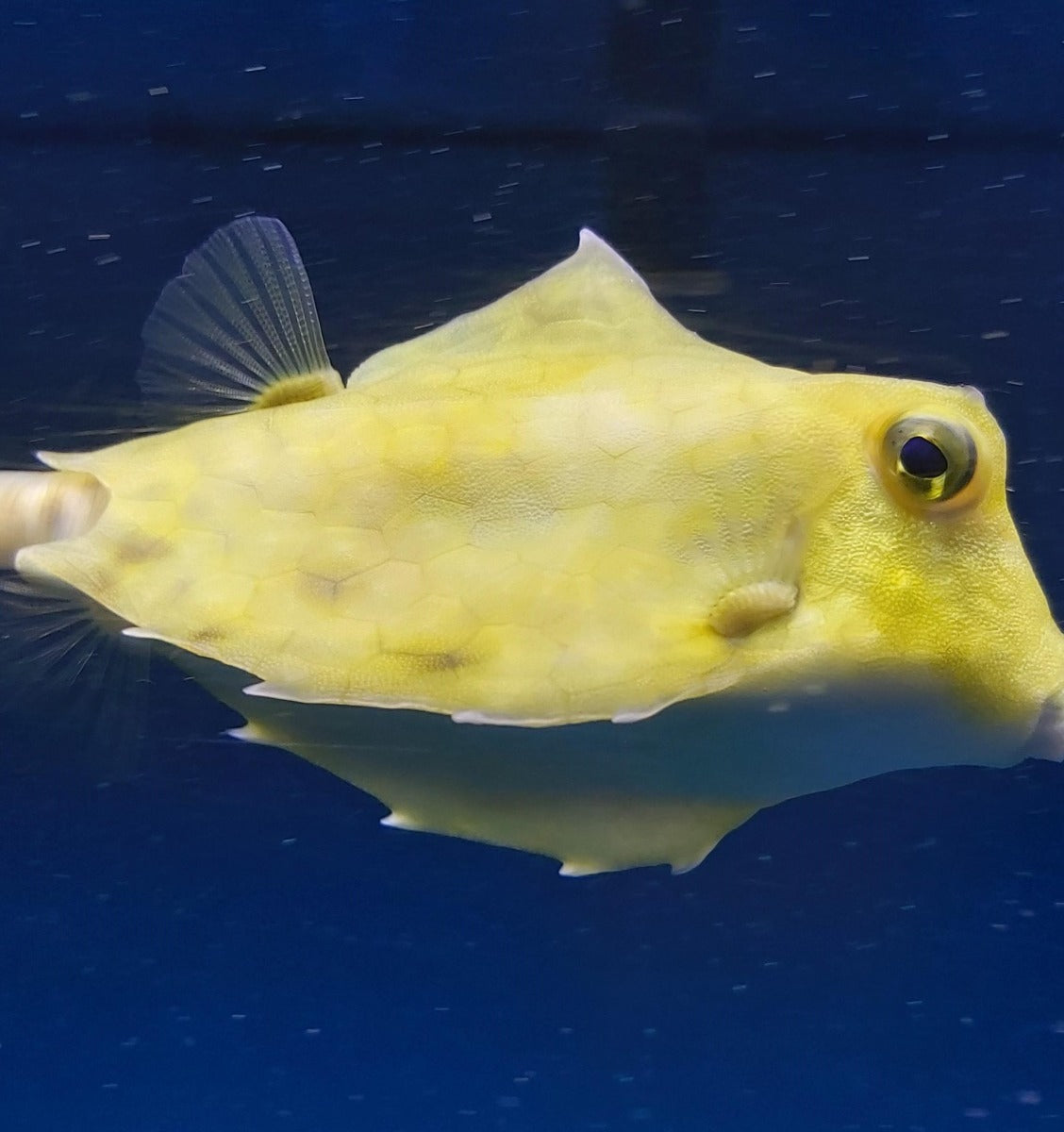 Tetrosomus gibbosus - Humpback turretfish