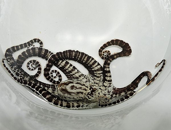 Thaumoctopus mimicus - Mimic Octopus