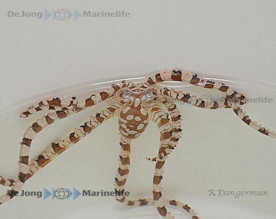 Wunderpus photogenicus - Wunderpus-Oktopus