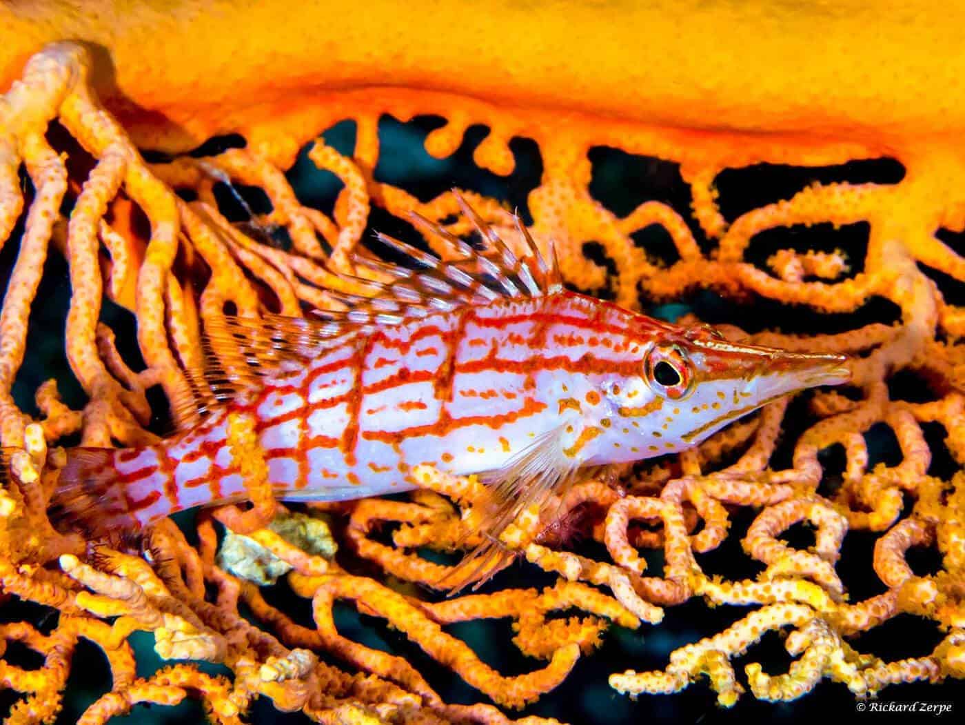 Oxycirrhites typus - Spitssnuitkoraalklimmer