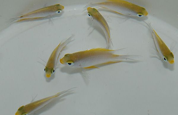 Amblyglyphidodon aureus - Golden damselfish