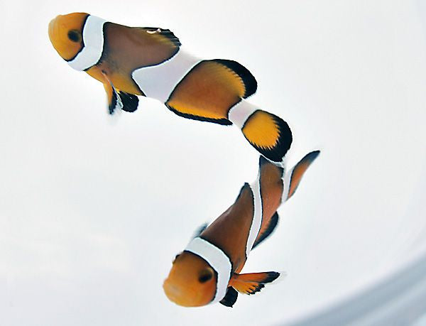 Amphiprion percula - Percula clownfish