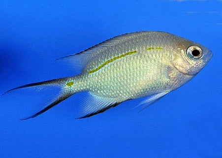 Acanthochromis polyacanthus - Spiny chromis